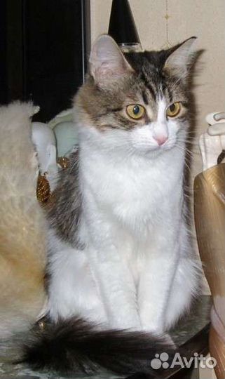 Кошка в дар