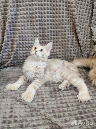 Котята мейн-кун