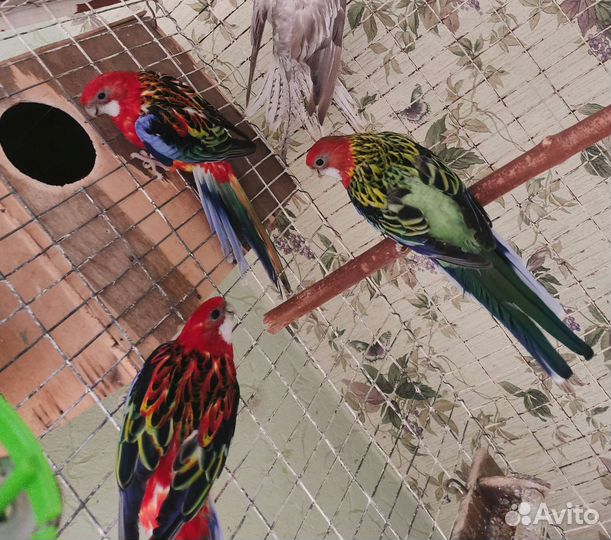 Продаю розелл