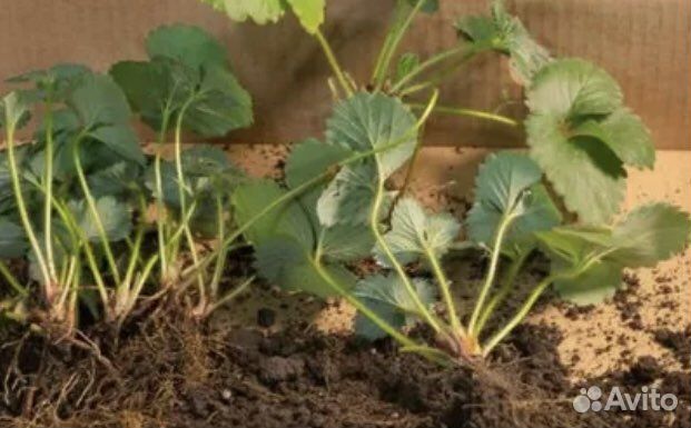 Рассада клубники