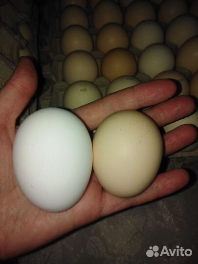 Яйцо гуся, индейки, несушки от своего стада