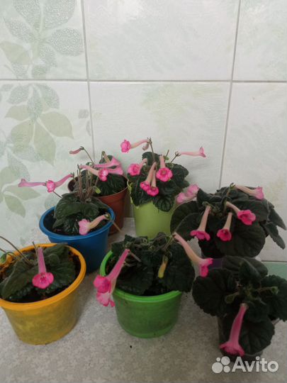 Минисиннингия