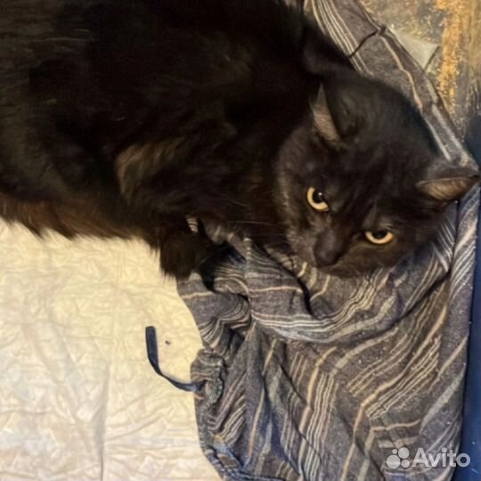 Отдам бесплатно