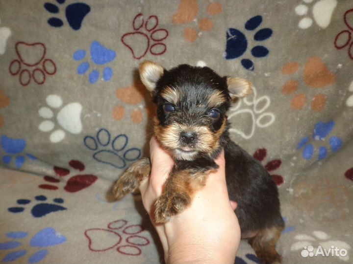 Щенки с родословной