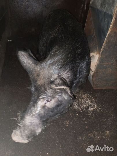 Хряк кармал