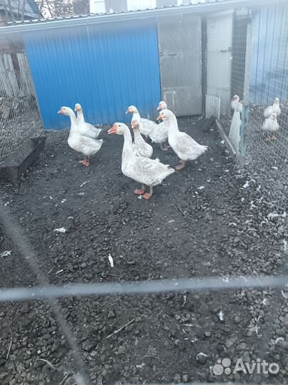 Гуси, курочки