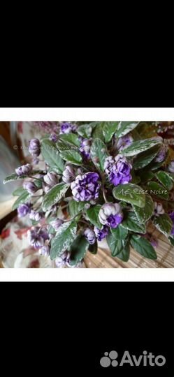 Фиалки сортовые