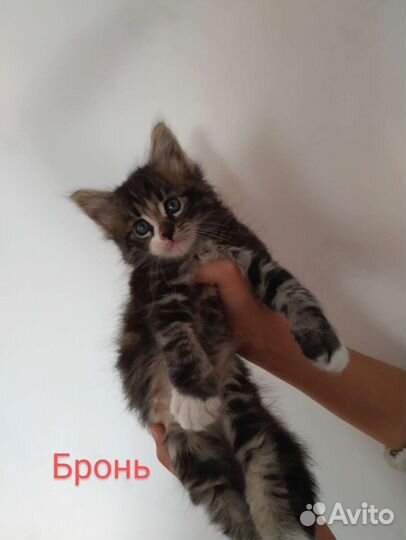 Котята мейн-кун метис