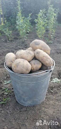 Картофель домашний