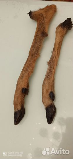 Козья ножка