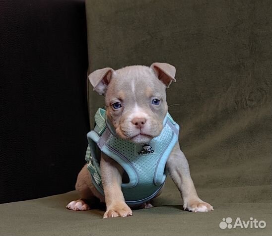 Американский Булли рядом с вами