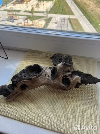 Коряга мангровая