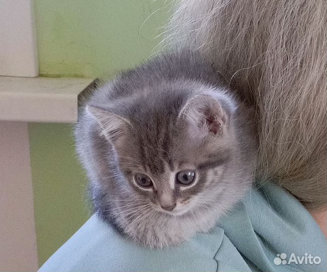 Дымчатые котята