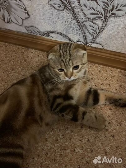 Шотландская