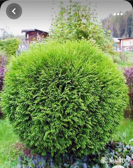 Туя шаровидная