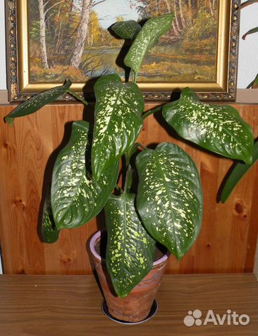 Диффенбахия