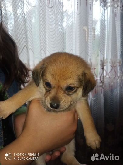 Щенки помчи 2 девочки