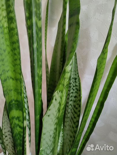 Сансевиерия сортовая