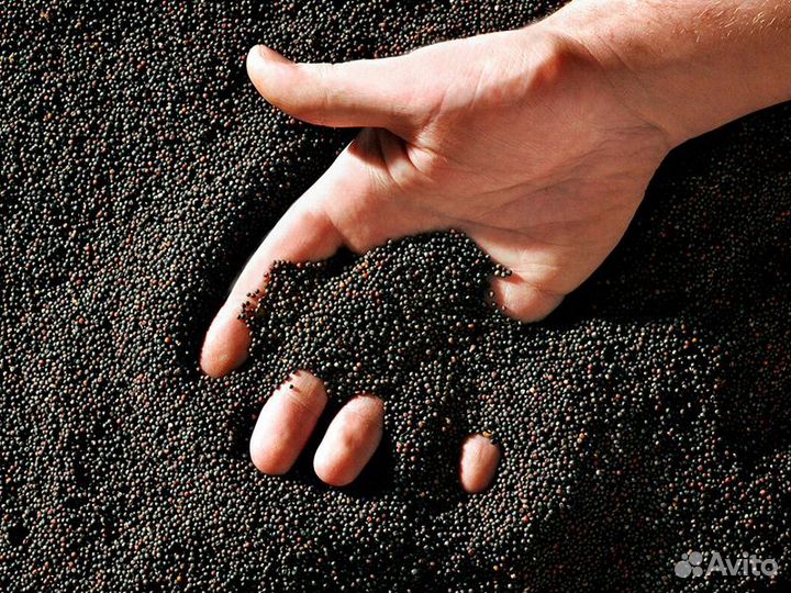 Семена рапса импортного гибридного оптом