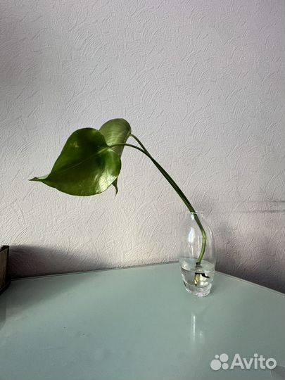 Монстера (детка)