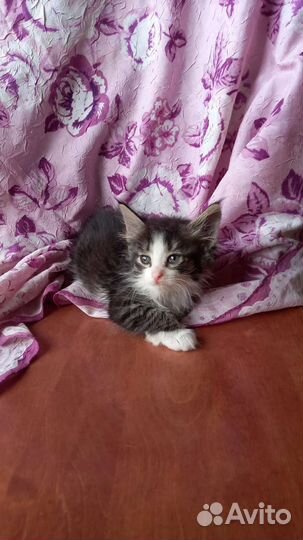 Кошка в дар бесплатно