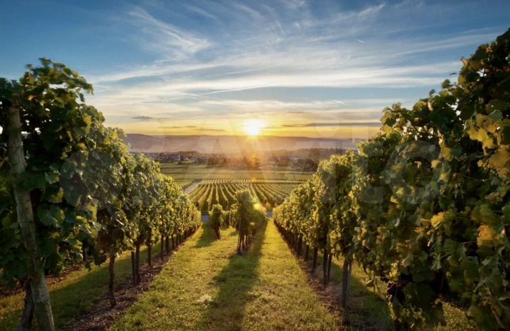 Производство 170000 м² (Португалия)