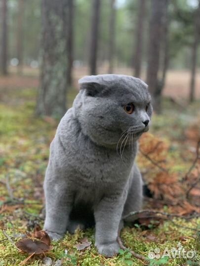 Британский кот вязка