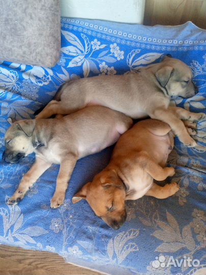 Собака прайтер