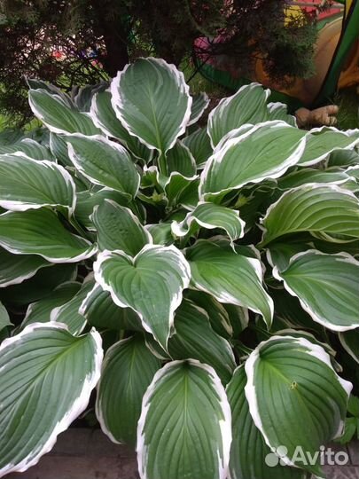 Растения садовые многолетние