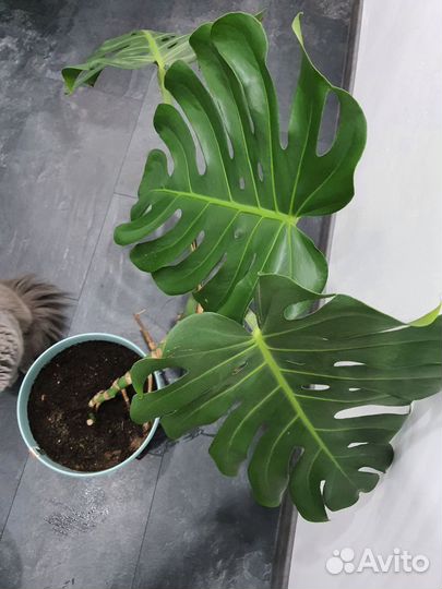 Монстера вместе с горшком здоровое растение