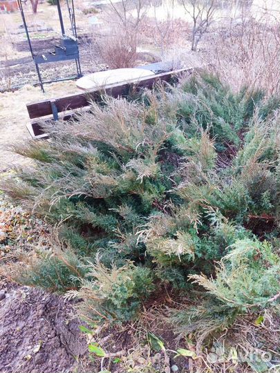 Можжевельник казацкий, спиреи жёлтые, мята