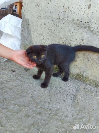 Шотландская