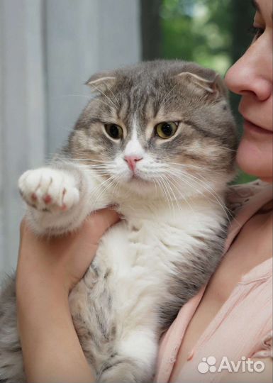 Шотландская, в добрые руки