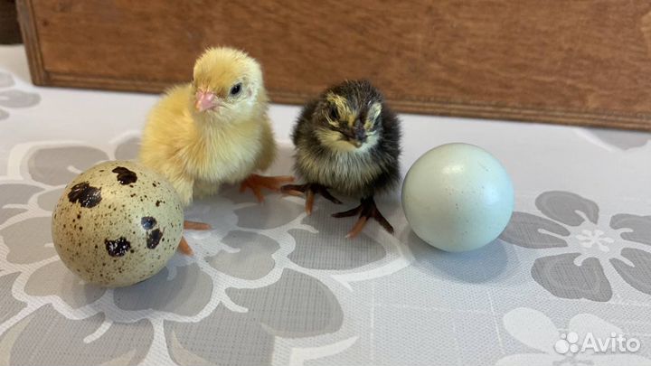 Перепелята