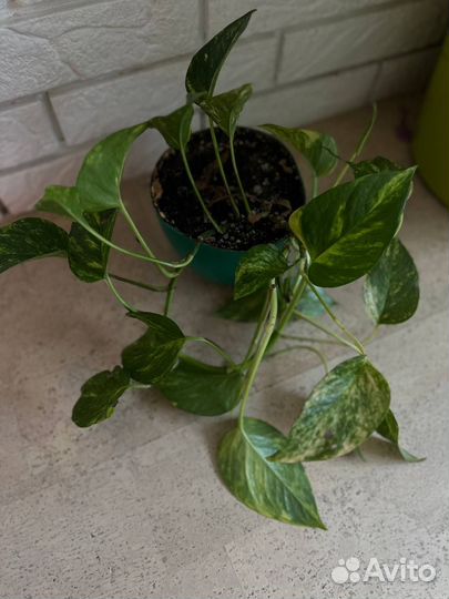 Цветы комнатные, сциндапсус, роули, монстера