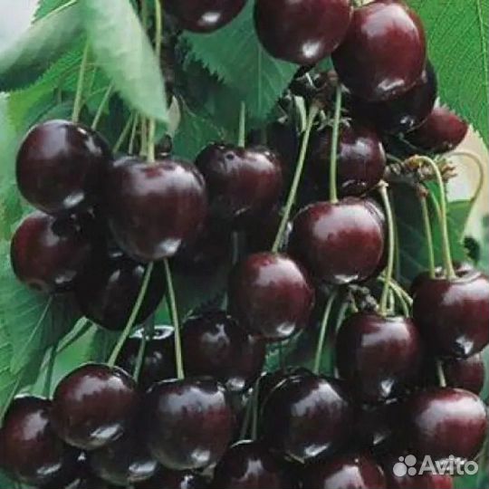 Вишня шоколадница