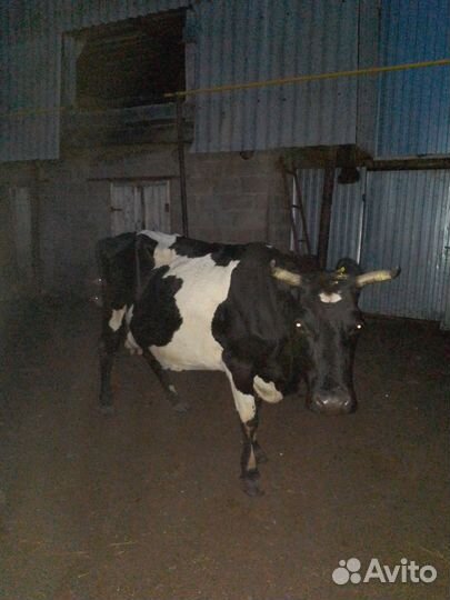 Продается дойная корова