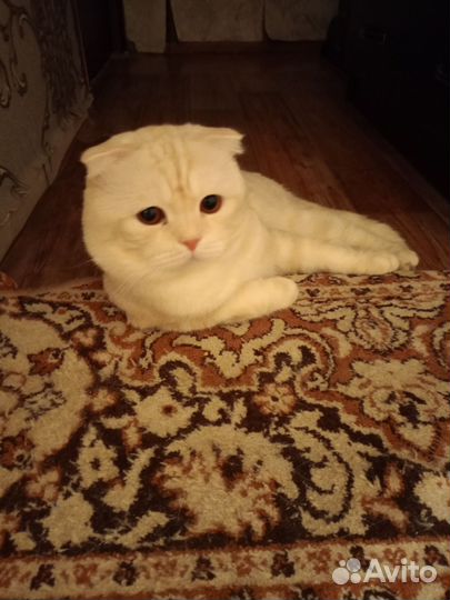 Кот в добрые руки