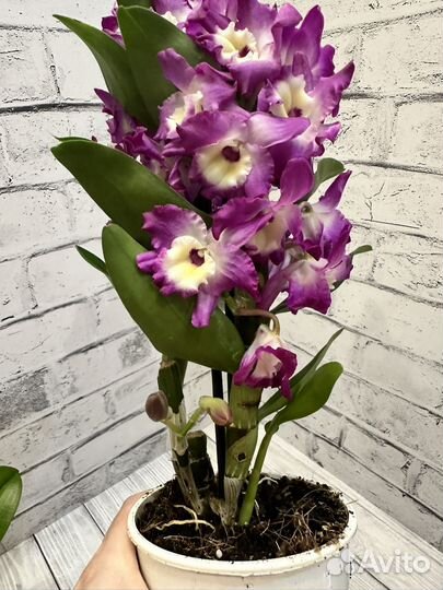 Дендробиум