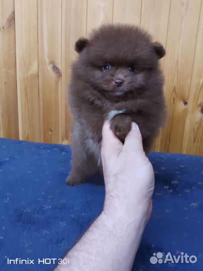 Щенки шпиц померанец