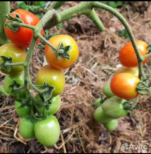 Сено на подстилку, мульчирование