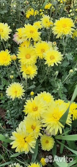 Хризантемы