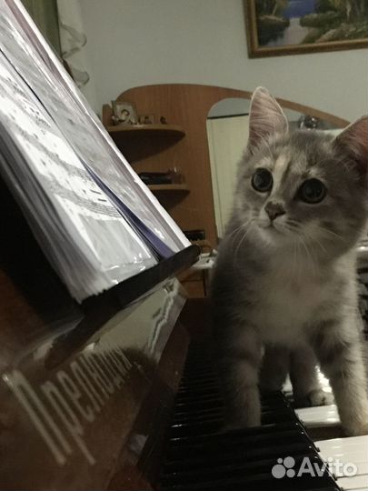 Котёнок в добрые руки