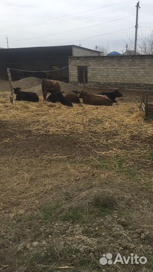 Три Абердин ангусы тёлки и три тёлки лимузина