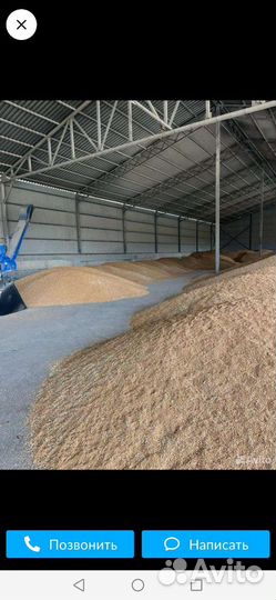 Зерно пшеница