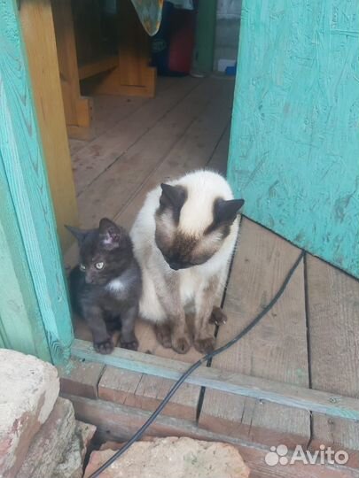 Отдаем котят в добрые руки