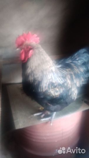 Молодой петух породы кохинхин