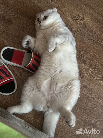 Шотландский вислоухий кот вязка