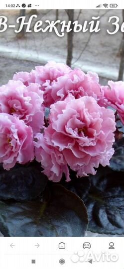 Фиалка, маленькие детки и укорененные листики