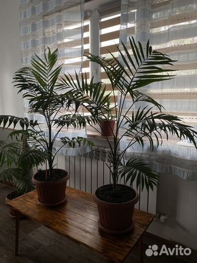 Комнатные цветы